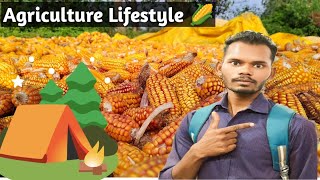 Agriculture Lifestyle  Corn 🌽🌽 harvesting lalatforyou minivlog agriculture [upl. by Alius]