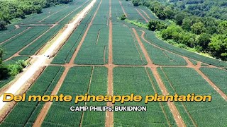 Del monte pineapple plantation in Camp Philips Bukidnon [upl. by Nymzaj981]