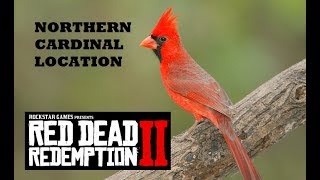 Red Dead Redemption 2 Northern Cardinal Location [upl. by Eolc838]