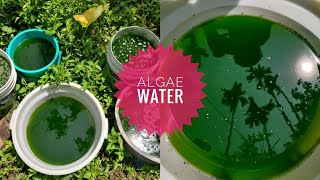 Chlorella culture Algae water Green water Culture [upl. by Helyn]