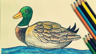 How to draw duck  draw for kids  easy scenery with panicle colour [upl. by Aiyotal]