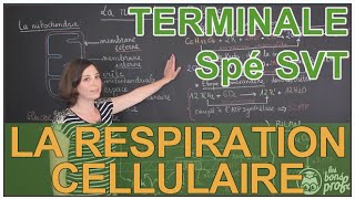 La respiration cellulaire  Spé SVT  Terminale  Les Bons Profs [upl. by Webb]