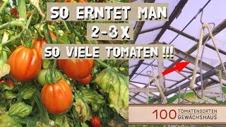 Tomaten Ausgeizen Anbinden mit Tomatenhaken  100 Tomatensorten Gewächshaus [upl. by Kaenel141]