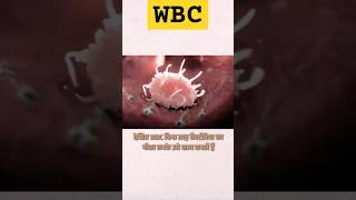 How to work whit Blood cells in our body shortvideo sciencevairalshort WBCwork in our body [upl. by Timmons827]