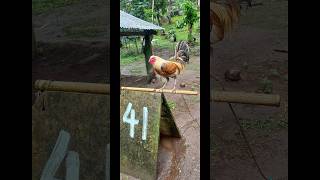 Kanawayon gamefowlbreeding gamefowl chicken chickenbreeds ayam shorts [upl. by Ronny]