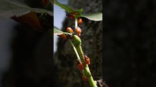 Invasion of the Common Firebugs  Gemeine Feuerwanze Pyrrhocoris apterus [upl. by Eisac]