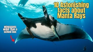 10 Facts about Manta Rays 💥 Manta Ray Educational Video [upl. by Culbertson]