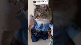 Miracle says stop in the Name of Love stop nameoflove catvideos catsofyoutube cat catshorts [upl. by Elletsirhc]