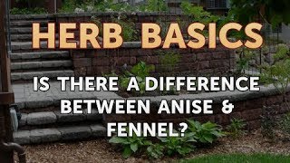 Is There a Difference Between Anise amp Fennel [upl. by Ettennaej]