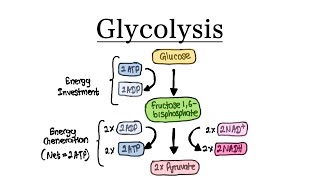 Glycolysis  MCAT Biochemistry [upl. by Scherle]