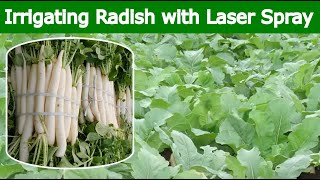 RADISH – Irrigation with Laser Spray Rain Pipe  Rain Hose [upl. by Leahplar]