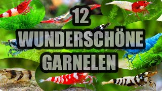 12 Wunderschön gefärbte Zwerggarnelen für das Aquarium  Sascha Hoyer [upl. by Lavelle]