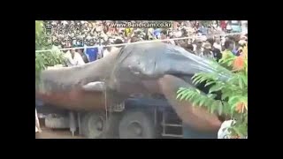 SHOCKING VIDEO World Largest Anaconda in Nepal After Earthquake [upl. by Bomke]