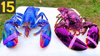 Top 15 MOST RARE LOBSTERS  Giant Rainbow Lobsters [upl. by Chambers]