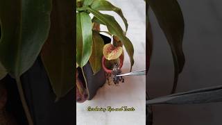 Feeding my Nepenthes a beautiful Moth 🦋 nepenthesplant pitcherplants carnivorousplants nepenthes [upl. by Amabel]