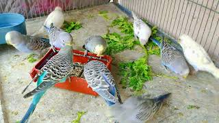 Parakeets Enjoying Afternoon Diet Hilarious Activities amp also Fresh Leaves Parrots Aviary Farm [upl. by Niles]