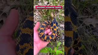 Beautiful yellow orange hognose snake  shorts snake trending [upl. by Boesch]