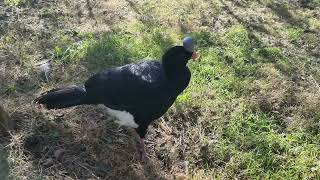 Northern helmeted curassow [upl. by Htebizile]