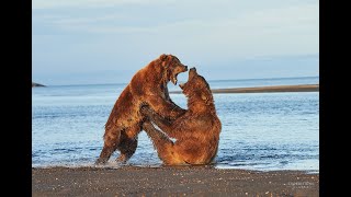 A Big Bear Fight at Hallo Bay  Hungry Brown Bears Fighting over Salmon [upl. by Ettezoj]