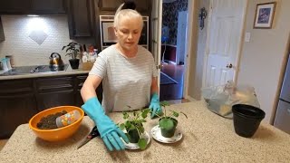 REPOTTING MY PILEA PLANTS  DONNA JOSHI [upl. by Sig]