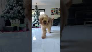 Is this the FLUFFIEST dog in the world goldendoodle slowmotion fluffy [upl. by Nyraf]