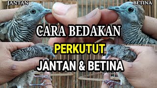 Cara Membedakan PERKUTUT Jantan amp Betina Akurat [upl. by Cherri]