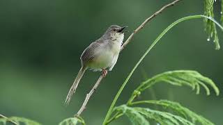 Brown Prinia Prinia polychroa Birds of the World [upl. by Namara]