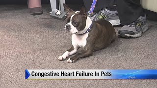 Congestive heart failure in pets [upl. by Loy]