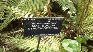 Deciduous Matteuccia Struthiopteris  Its Beauty How To Grow  Ostrich Fern [upl. by Onifur]