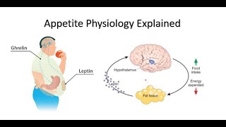 Appetite Ghrelin and Leptin Explained [upl. by Annayt192]