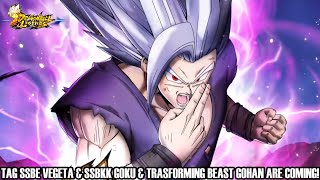 TAG SSBE VEGETA amp SSBKK GOKU amp LF TRANSFORMING BEAST GOHAN ARE COMING Dragon Ball Legends Info [upl. by Adamik]