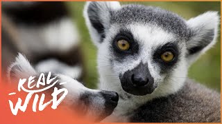 The Lemurs Of Madagascar Wildlife Documentary  Going Wild [upl. by Eselehs]