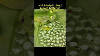 Glass Frogs Are SEE THROUGH🐸🐸👀animals animalfacts shorts [upl. by Adiol511]