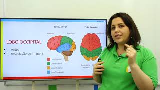 Biologia  Sistema Nervoso Central Cérebro [upl. by Paymar516]