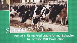 Stockmanship Part 1  Using Predictable Animal Behavior to Increase Milk Production [upl. by Leeban]