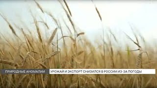 Неурожай \ Ждать ли дефицита овощей изза плохой погоды [upl. by Nomead741]