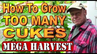 Grow Cucumbers INDOORS FOR MAXIMUM YIELD Greenhouse Mega Harvest [upl. by Nathanoj947]