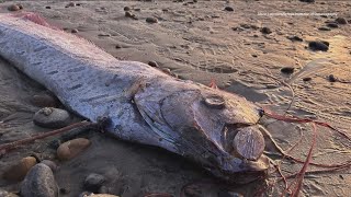 Rare deepsea oarfish washes ashore along California coast again [upl. by Nedyarb]