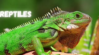 Reptiles Name for kids reptileskidslearning [upl. by Beitnes345]