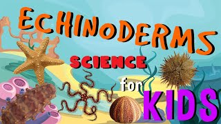 Echinoderms  Starfish Invertebrate Animals  Science for Kids [upl. by Lipson]