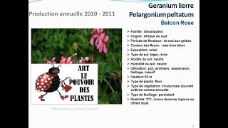 conseils jardinageGeranium lierre Pelargonium peltatum Balcon rosefiche technique plante annuelle [upl. by Lyle]