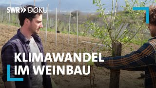 Revolution im Weinberg  Wie der Klimawandel die Weinwelt verändert  SWR Doku [upl. by Idzik]