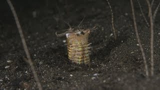 Komodo Bobbit Worms [upl. by Athalla]