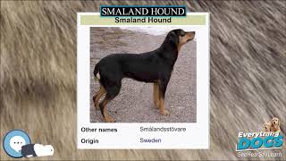 Smaland Hound 🐶🐾 Everything Dog Breeds 🐾🐶 [upl. by Damaris674]