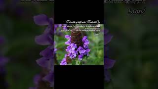 Harvesting prunella Vulgaris Self Heal Heal all carpenters herb or woundwort [upl. by Suinuj]