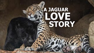 The Love Story Of Jaguars Neron and Keira  The Big Cat Sanctuary [upl. by Deirdre]