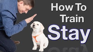 How to Teach your Dog to Stay in 3 Steps Force Free [upl. by Cartwright]