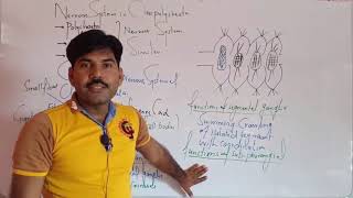 Nervous system of polychaetssensory structures and their function [upl. by Loella]