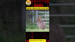 Hunting Rabbits with Air Guns EXPERT Tips [upl. by Nedarb]