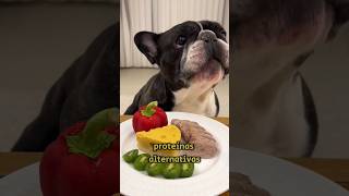 Proteínas Alternativas para Perros con Alergias alergiasperros alimentacióncanina nutricióncanina [upl. by Ynoffit]